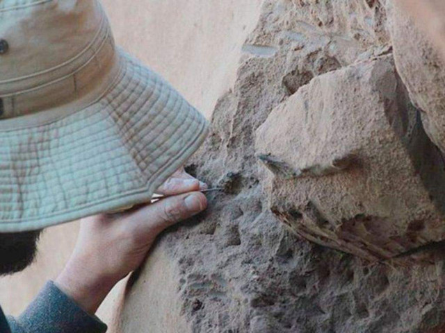 Розкопки в Аргентині виявили кістки велетенських хижих птахів 